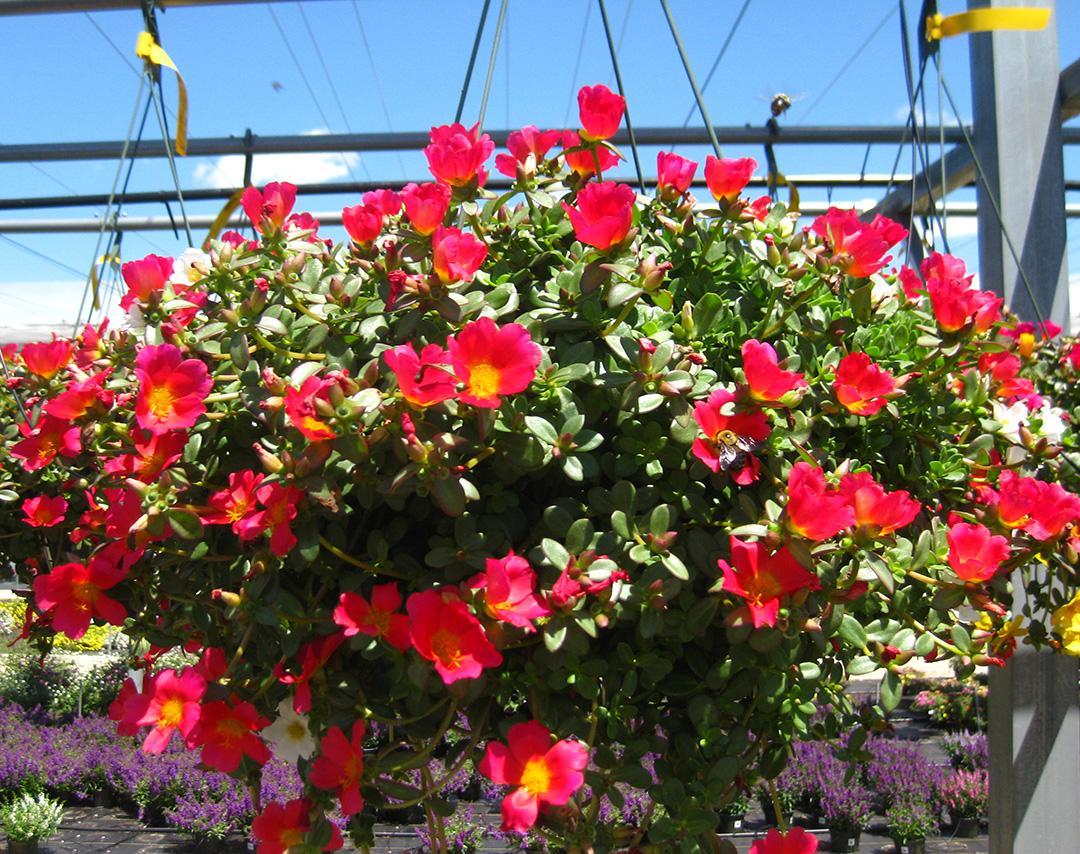 Trailing Portulaca Purslane from Hoods Gardens