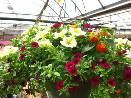 Mixed Planting Annual Flower Combination from Hoods Gardens
