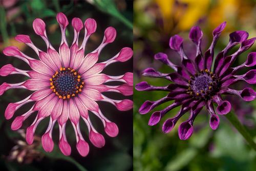 Spider Osteospermum from Hoods Gardens