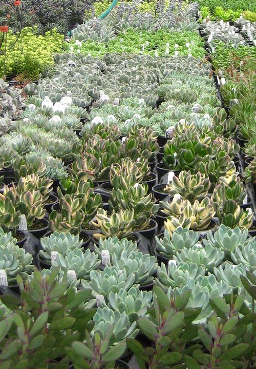  Succulents from Hoods Gardens
