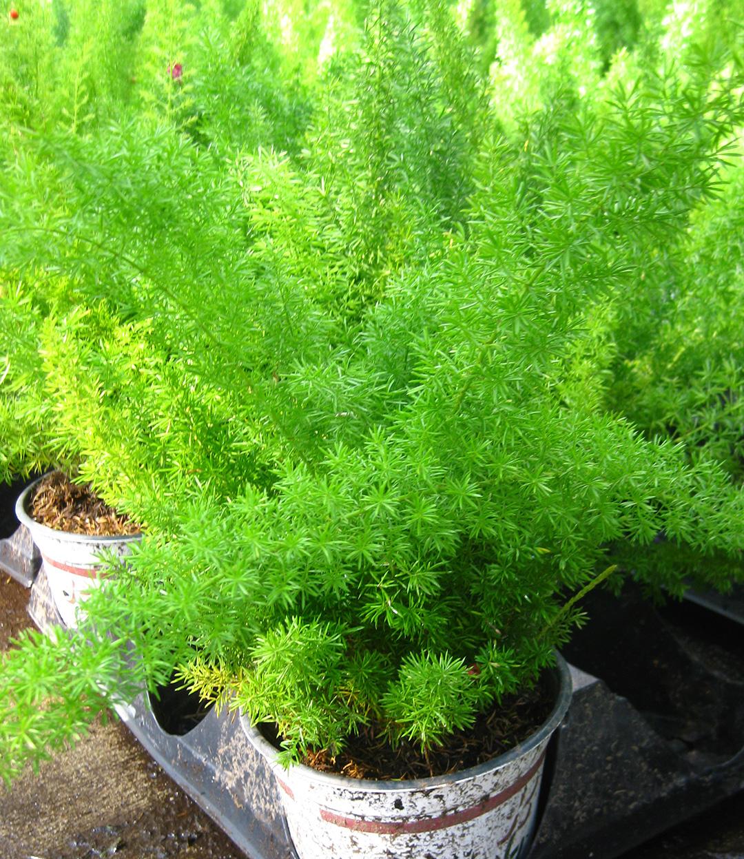 Potted Ferns Ferns from Hoods Gardens