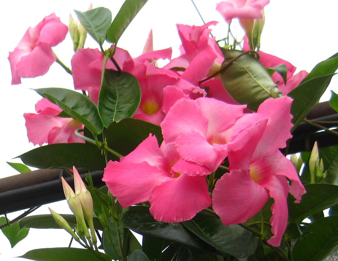  Tropicals from Hoods Gardens