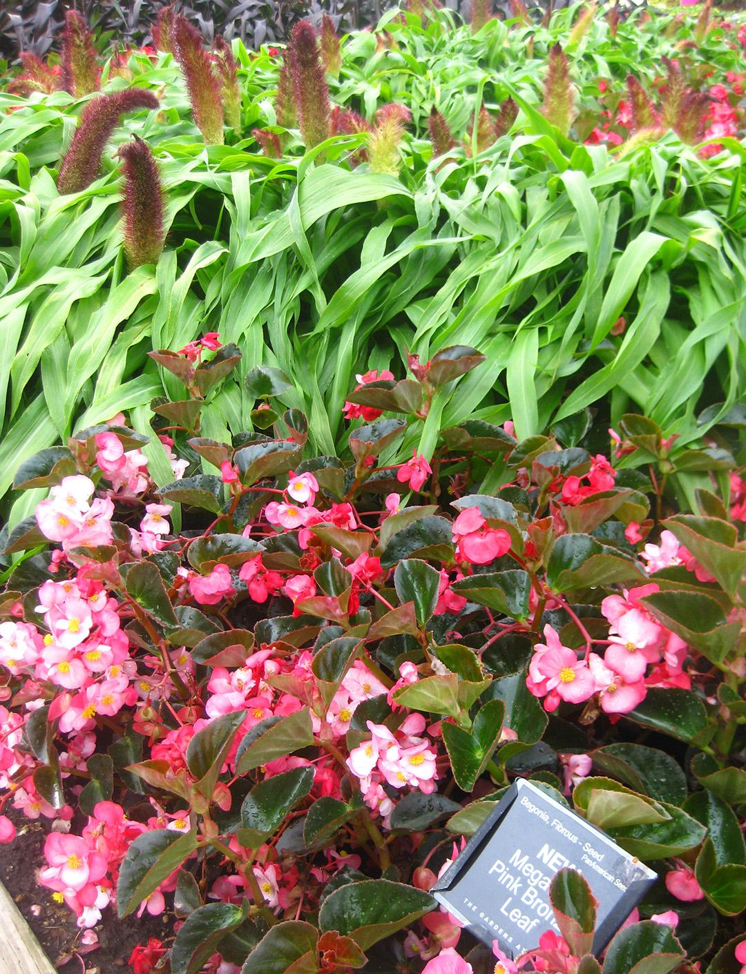 Mega Watt Begonia from Hoods Gardens