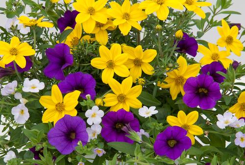 Various Breeders Bidens from Hoods Gardens