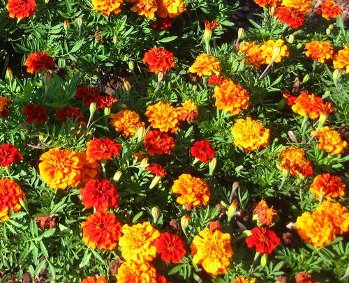  Marigold from Hoods Gardens