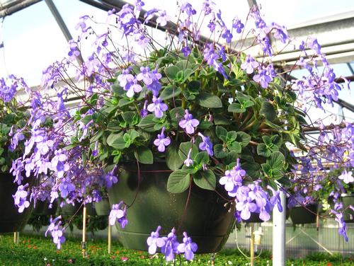  Streptocarpella from Hoods Gardens
