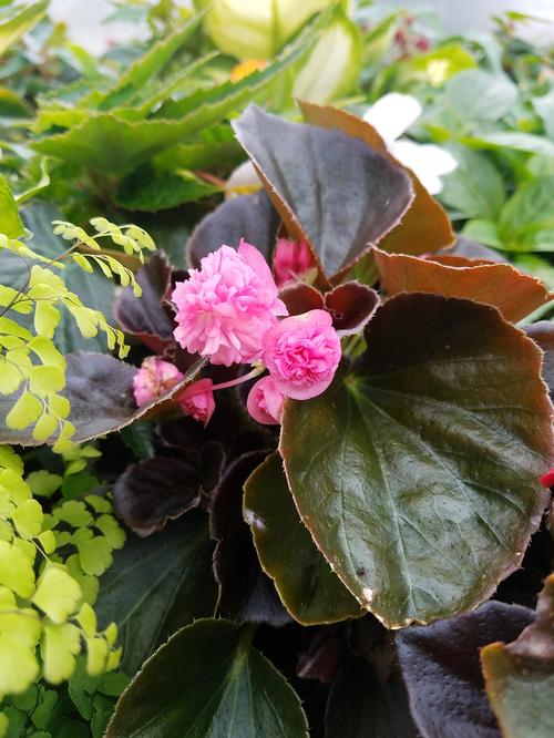  Begonia from Hoods Gardens